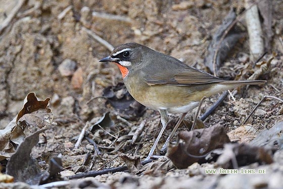 Rubinkehlchen - Copyright 