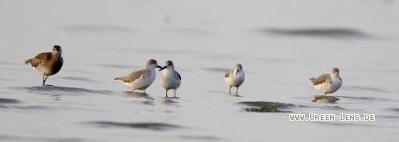 Tüpfelgrünschenkel - Copyright Stefan Pfützke