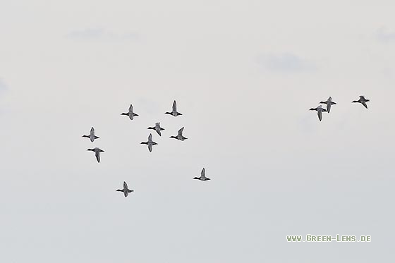 Tafelente - Copyright Stefan Pfützke