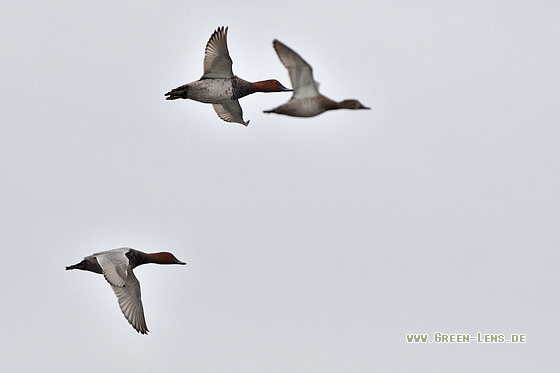 Tafelente - Copyright Stefan Pfützke