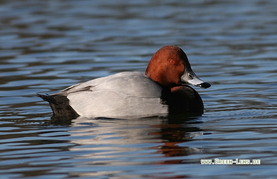 Tafelente - Copyright Stefan Pfützke