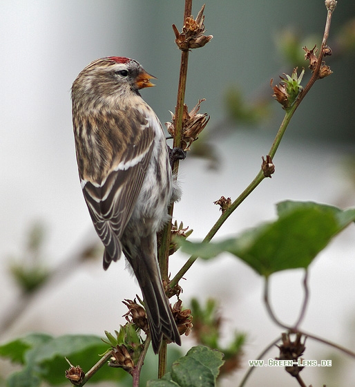 Birkenzeisig - Copyright Stefan Pfützke