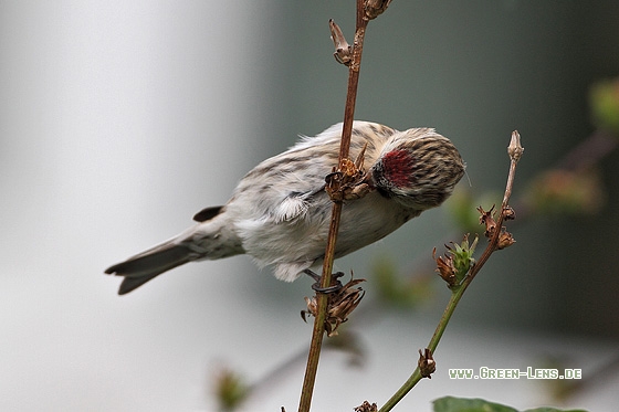 Birkenzeisig - Copyright Stefan Pfützke
