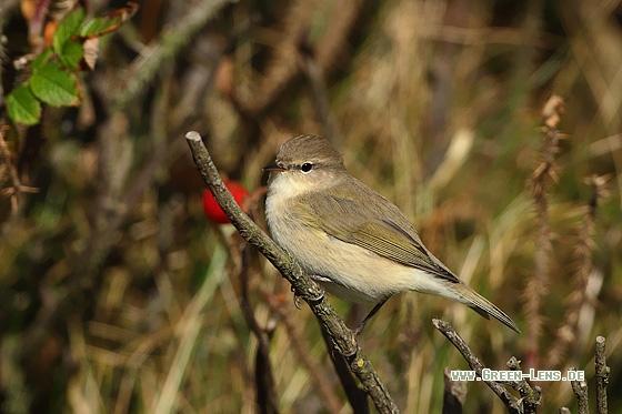 Zilpzalp - Copyright Stefan Pfützke