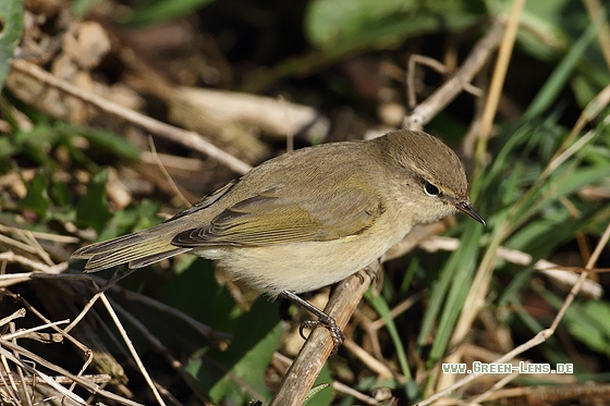 Zilpzalp - Copyright Stefan Pfützke