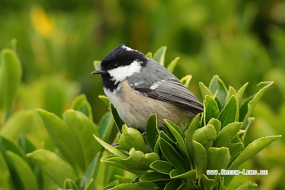 Tannenmeise - Copyright Stefan Pfützke