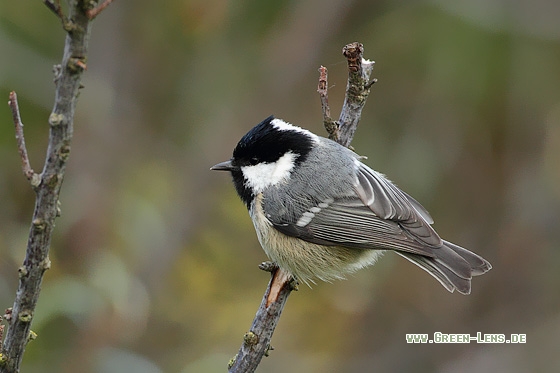 Tannenmeise - Copyright Stefan Pfützke