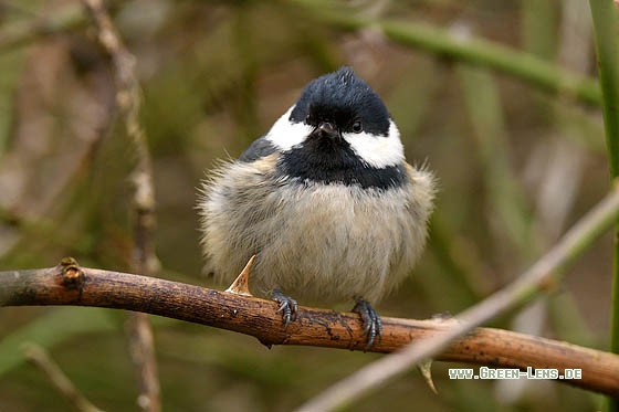 Tannenmeise - Copyright Stefan Pfützke