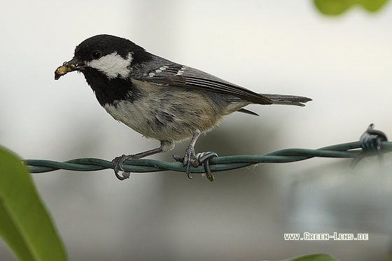 Tannenmeise - Copyright Stefan Pfützke