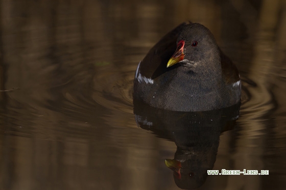 Teichhuhn - Copyright Mathias Putze