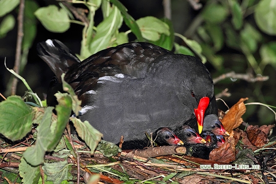 Teichhuhn - Copyright Stefan Pfützke
