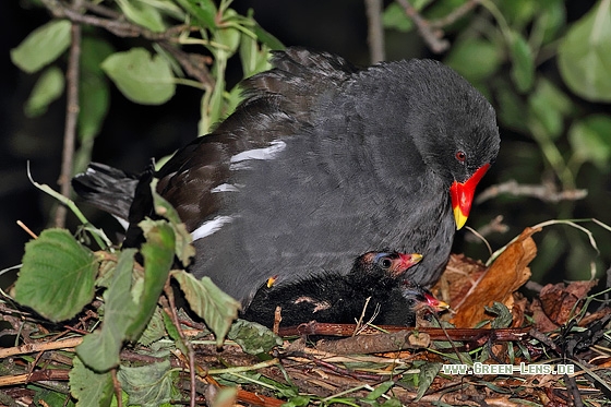 Teichhuhn - Copyright Stefan Pfützke