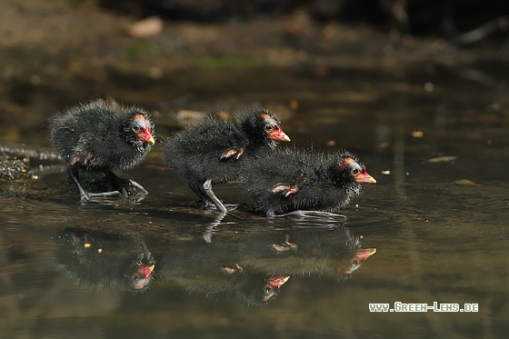 Teichhuhn - Copyright Stefan Pfützke