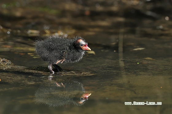 Teichhuhn - Copyright Stefan Pfützke