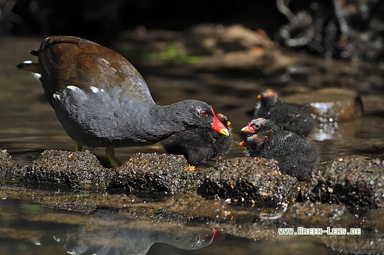 Teichhuhn - Copyright Stefan Pfützke