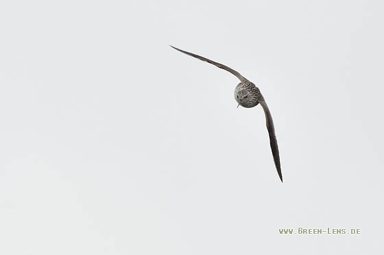 Teichwasserläufer - Copyright Stefan Pfützke