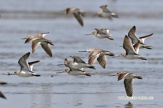 Terekwasserläufer - Copyright Stefan Pfützke