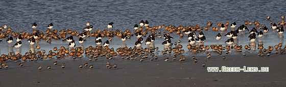 Alpenstrandläufer - Copyright Christoph Moning