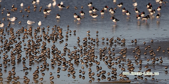 Alpenstrandläufer - Copyright Christoph Moning