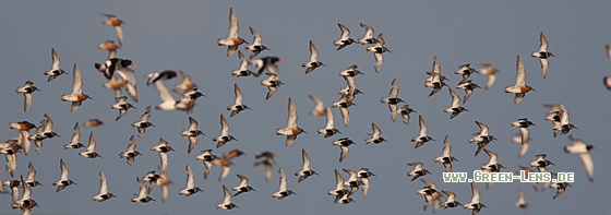 Alpenstrandläufer - Copyright Christoph Moning