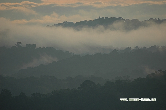 Tieflandregenwald - Copyright Christian Gelpke