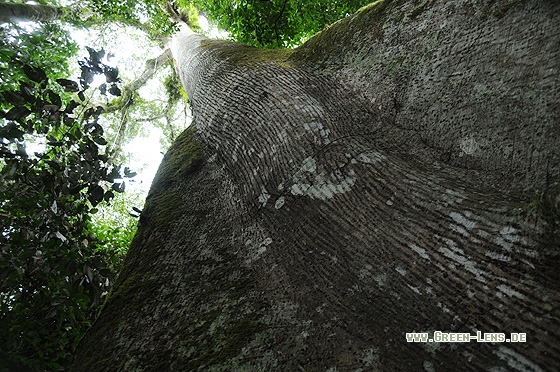 Tieflandregenwald - Copyright Christian Gelpke