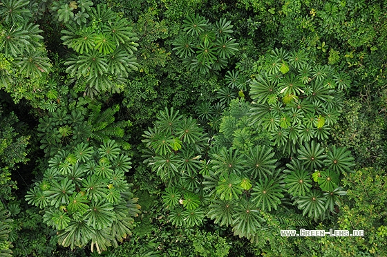 Tieflandregenwald - Copyright Christian Gelpke