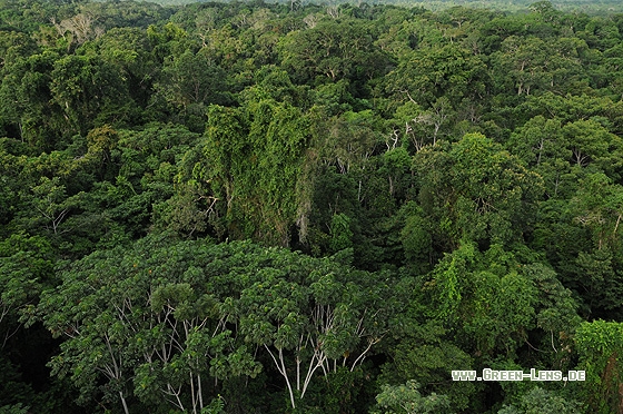 Tieflandregenwald - Copyright Christian Gelpke