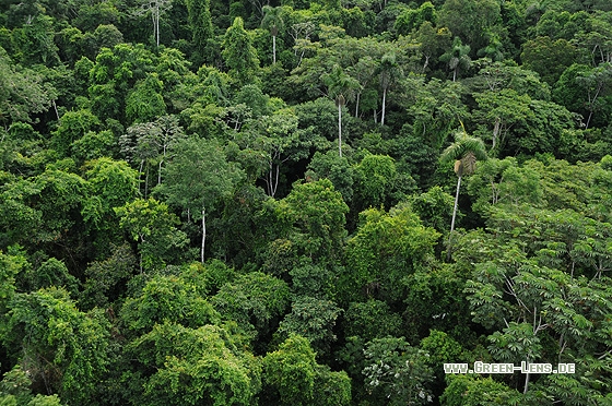 Tieflandregenwald - Copyright Christian Gelpke