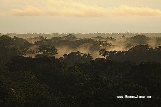 Tieflandregenwald - Copyright Christian Gelpke