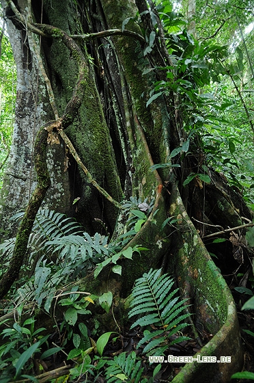 Tieflandregenwald - Copyright Christian Gelpke