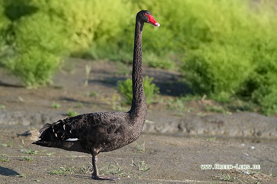 Schwarzschwan - Copyright Stefan Pfützke