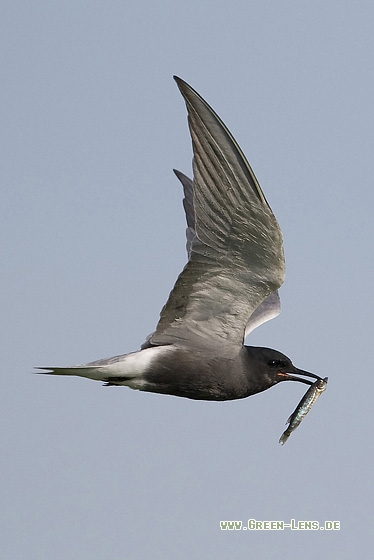 Trauerseeschwalbe - Copyright Mathias Putze