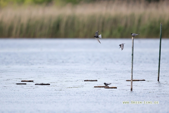 Trauerseeschwalbe - Copyright Mathias Putze