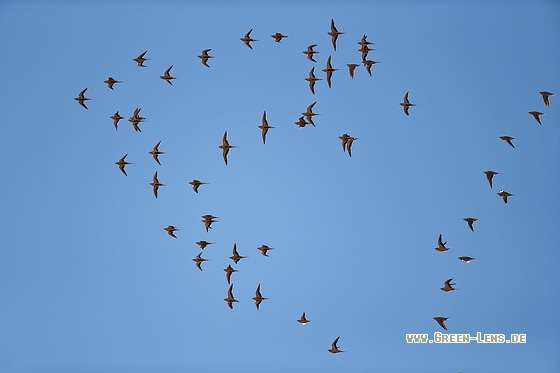 Tropfenflughuhn - Copyright Mathias Putze