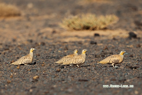 Tropfenflughuhn - Copyright Mathias Putze