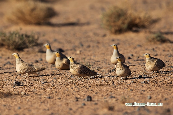 Tropfenflughuhn - Copyright Mathias Putze