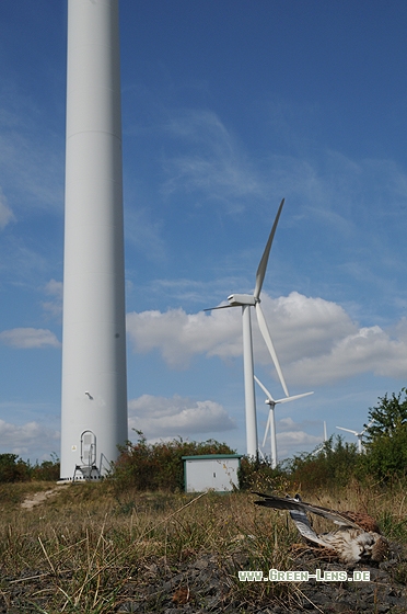 Turmfalke - Copyright Christian Gelpke