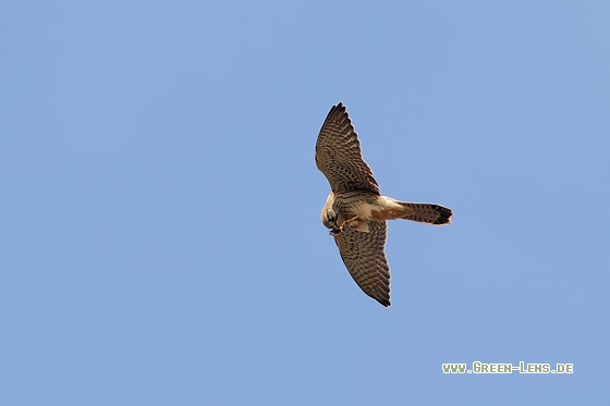 Turmfalke - Copyright Stefan Pfützke