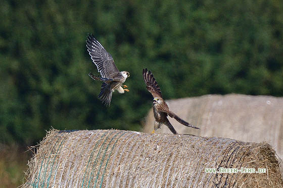 Rotfußfalke - Copyright 