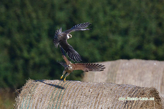 Rotfußfalke - Copyright 