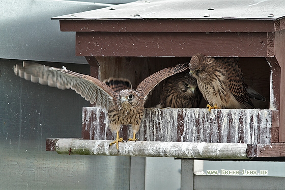 Turmfalke - Copyright Stefan Pfützke