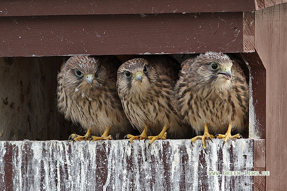 Turmfalke - Copyright Stefan Pfützke