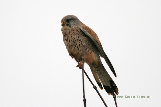 Turmfalke - Copyright Stefan Pfützke