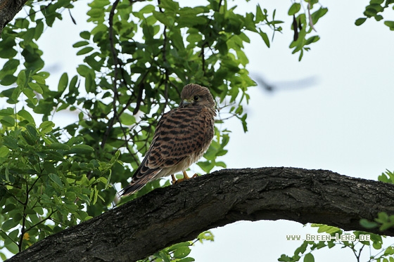 Turmfalke - Copyright Stefan Pfützke