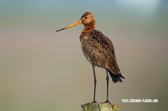 Uferschnepfe - Copyright Stefan Pfützke