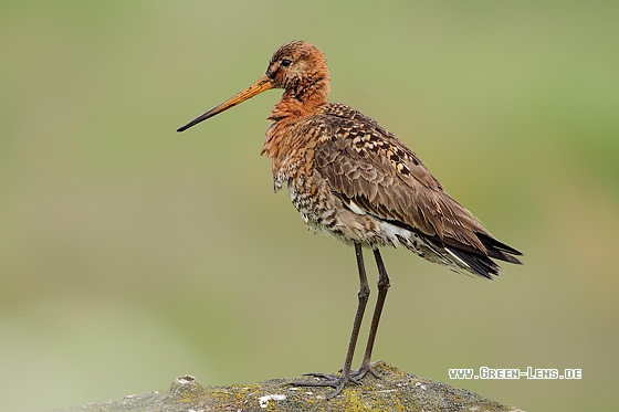 Uferschnepfe - Copyright Stefan Pfützke