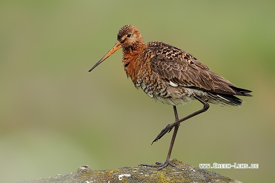 Uferschnepfe - Copyright Stefan Pfützke