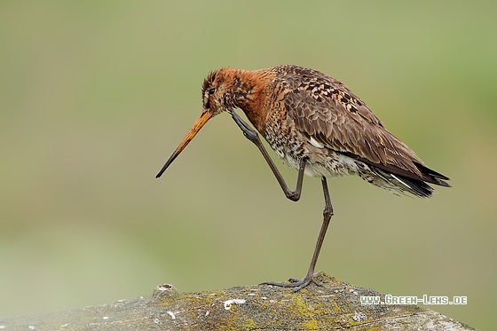 Uferschnepfe - Copyright Stefan Pfützke