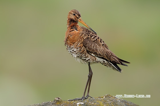 Uferschnepfe - Copyright Stefan Pfützke